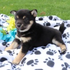 tata Shiba inu k adopci.