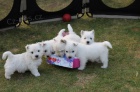 Prod�m mini mini �t��ata West Highland White Terriers