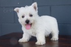 �t��ata West Highland White Terriers k adopci