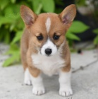 kr�sn� o�kovan� �t��ata Pembroke Welsh Corgi k adopci