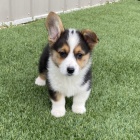 kr�sn� o�kovan� �t��ata Pembroke Welsh Corgi k adopci