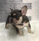 Francouzsk� buldo�ek