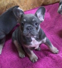 Francouzsk� buldo�ek