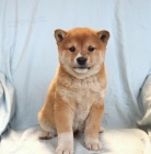 tata Shiba Inu k dispozici