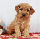 zlat� doodle �t��ata jsou nyn� k dispozici