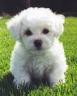�istokrevn� �t��ata Bichon Frise.
