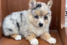 Corgi Pembroke �t��ata.,