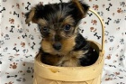 Yorkie teri�r �t��ata k adopci.
