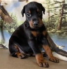 Doberman Pinscher �t��ata.