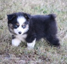 Prod�m �t��ata australsk�ho ov��ka