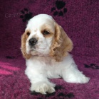 �t��ata anglick�ho kokr�pan�la zoufale tou�� po nov�ch domovech