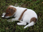 �t��ata Jack Russell Terrier zoufale tou�� po nov�ch rodi��ch