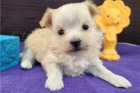 Maltipoo �t��ata k adopci zdarma.