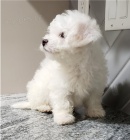 kr�sn� �t���tka bi�onka