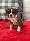 Boxer �t��ata p�ipraven� k adopci.