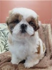 Kr�sn� �t���tka Shih Tzu.