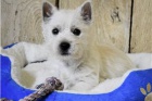 �t��ata West Highland Terrier p�ipravena.