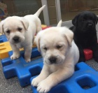 Kr�sn� �t��ata Labradoru.