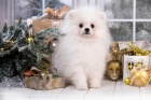 Chlapec a d�vka KC Pomeranians �t��ata.