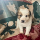 Kr�sn� �t��ata anglick�ch buldok�.