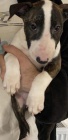 ڞasn� �t��ata Bullterrier.