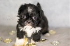 Shih Tzu �t��ata.
