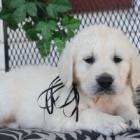 �t�n� zlat�ho retr�vra