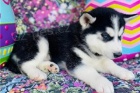 Rozko�n� modr� o�i sibi�sk� husky �t��ata.