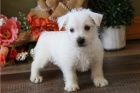 �t��ata West Highland White Terrier.