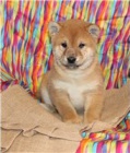 �t��ata Shiba Inu.