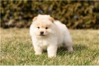 Chow Chow �t��ata p�ipravena.