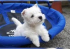 �t��ata West Highland White Terrier.