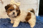 Shih Tzu �t��ata..