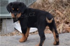 �t��ata rottweiler�.