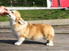Welsh Corgi �t��ata
