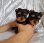 mini tata yorkie k adopci