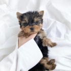 mini �t��ata yorkie k adopci