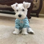 �t��ata mal�ho kn�ra�e k adopci.