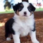 Rozko�n� �t���tka australsk�ho ov��ka k adopci