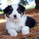 Rozko�n� �t���tka australsk�ho ov��ka k adopci