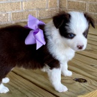 �t���tka australsk�ho ov��ka k adopci