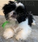 Shih Tzu �t��ata..