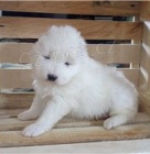 Samoyed �t��ata.