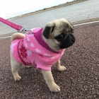 Kr�sn� b�ov� �t��ata mopse k adopci