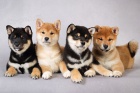 Rozko�n� miminka �t��ata shiba inu k adopci