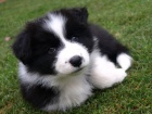 �t��ata border kolie k adopci
