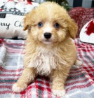 Aussiedoodle �t��ata k adopci. V�echna �t��ata jsou o�kovan� a zdrav�