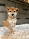 tata shiba inu