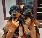 �ampion dobermann �t��ata.