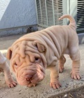 Shar Pei �t��ata.